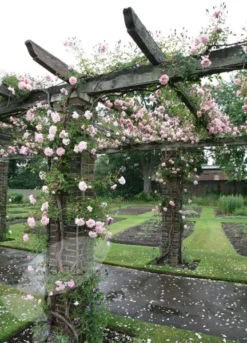 Rosa 'François Juranville' 7 Rosa 'François Juranville' -Cheap Plants Store pl0000001285 card4 lg