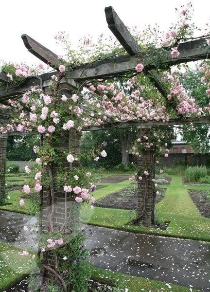 Rosa 'François Juranville' 4 Rosa 'François Juranville' - Image 4