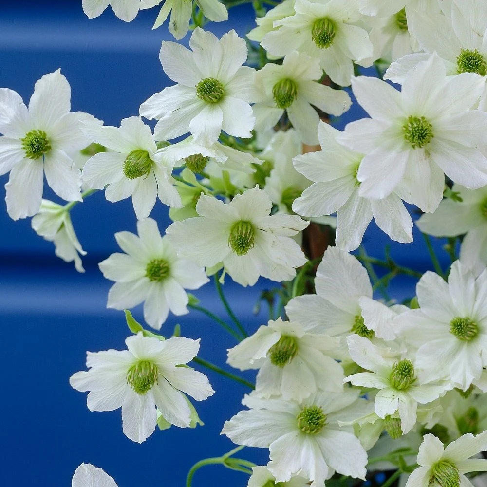 Clematis 'Early Sensation' 2 Clematis 'Early Sensation' - Image 2