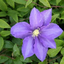 Clematis 'Lasurstern' -Cheap Plants Store pl0000001388 card3 lg