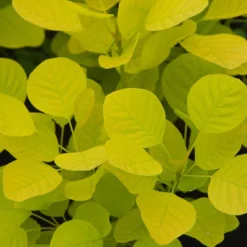 Cotinus Coggygria Golden Spirit ('Ancot') (PBR)