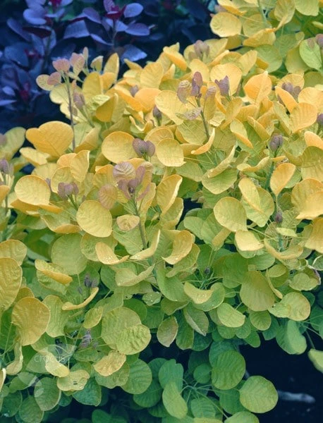 Cotinus Coggygria Golden Spirit ('Ancot') (PBR) 2 Cotinus Coggygria Golden Spirit ('Ancot') (PBR) - Image 2