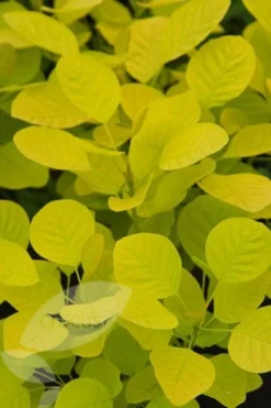 Cotinus Coggygria Golden Spirit ('Ancot') (PBR) 7 Cotinus Coggygria Golden Spirit ('Ancot') (PBR) -Cheap Plants Store pl0000001412 card3 lg