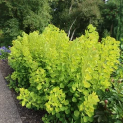 Cotinus Coggygria Golden Spirit ('Ancot') (PBR) 8 Cotinus Coggygria Golden Spirit ('Ancot') (PBR) -Cheap Plants Store pl0000001412 card4 lg