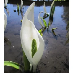 Lysichiton Camtschatcensis -Cheap Plants Store pl0000001468 card3 lg