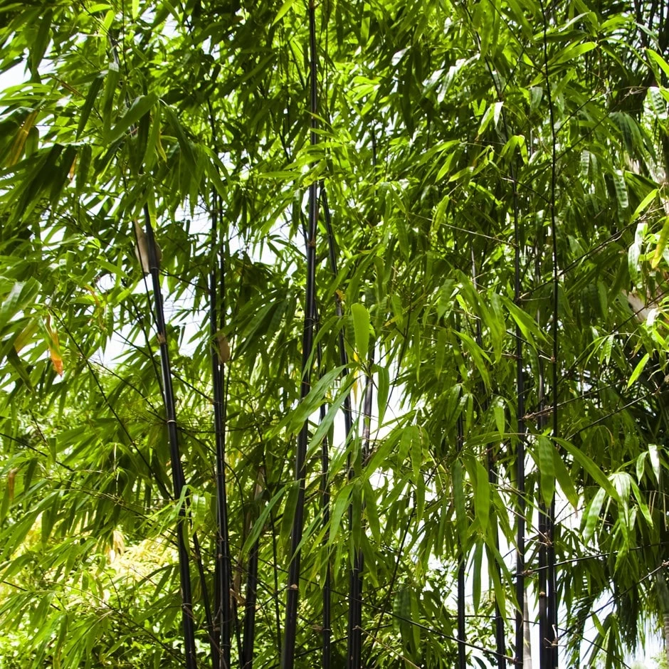 Phyllostachys Nigra 1 Phyllostachys Nigra