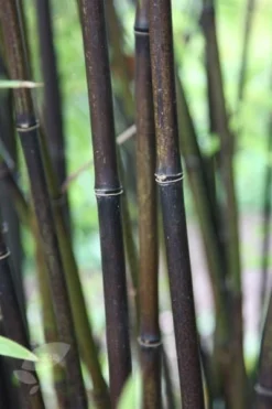 Phyllostachys Nigra 19 Phyllostachys Nigra -Cheap Plants Store pl0000001601 card10 lg