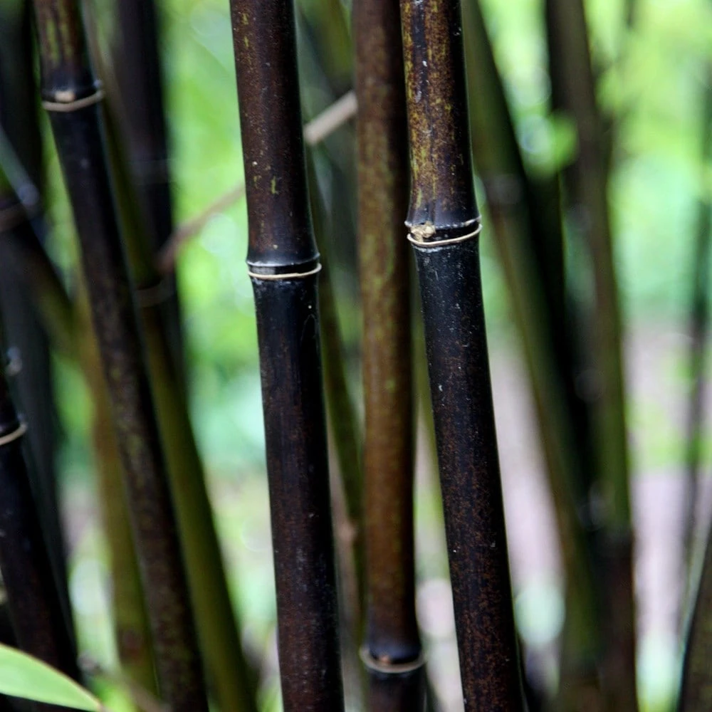Phyllostachys Nigra 2 Phyllostachys Nigra - Image 2