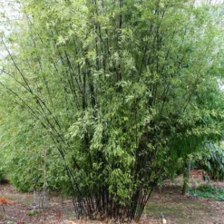 Phyllostachys Nigra 12 Phyllostachys Nigra -Cheap Plants Store pl0000001601 card3 lg