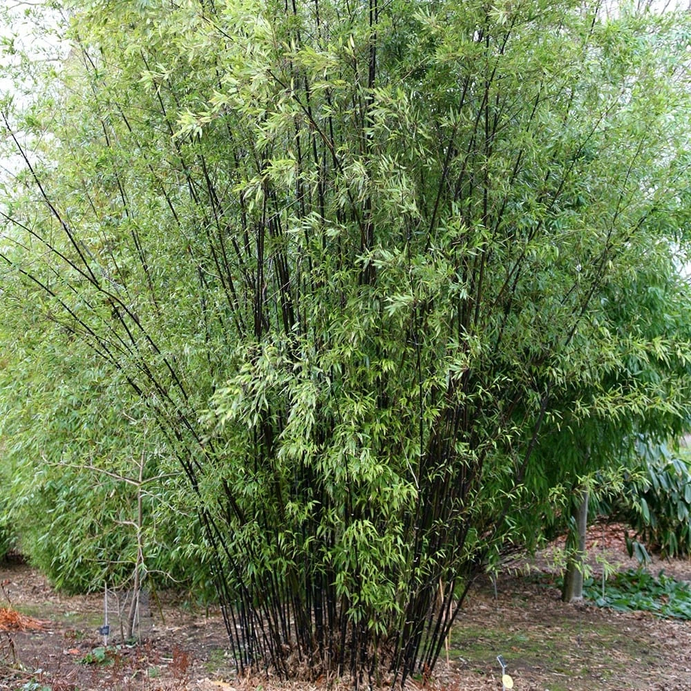 Phyllostachys Nigra 3 Phyllostachys Nigra - Image 3