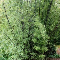 Phyllostachys Nigra 13 Phyllostachys Nigra -Cheap Plants Store pl0000001601 card4 lg