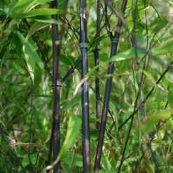 Phyllostachys Nigra 14 Phyllostachys Nigra -Cheap Plants Store pl0000001601 card5 lg