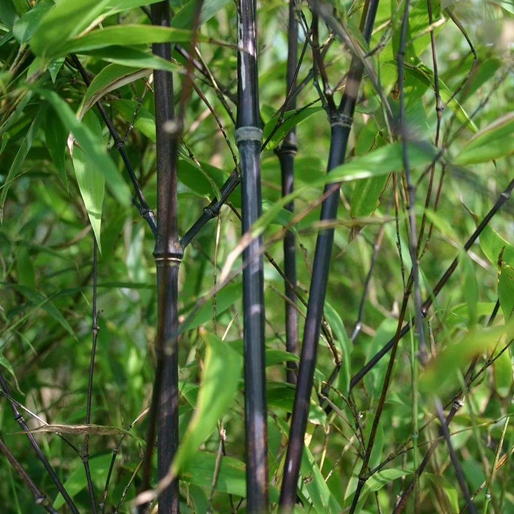 Phyllostachys Nigra 5 Phyllostachys Nigra - Image 5