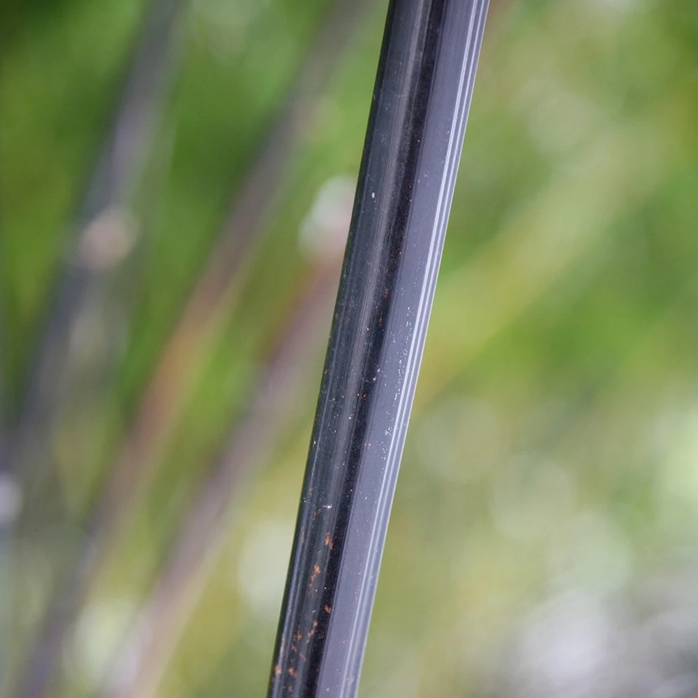 Phyllostachys Nigra 6 Phyllostachys Nigra - Image 6