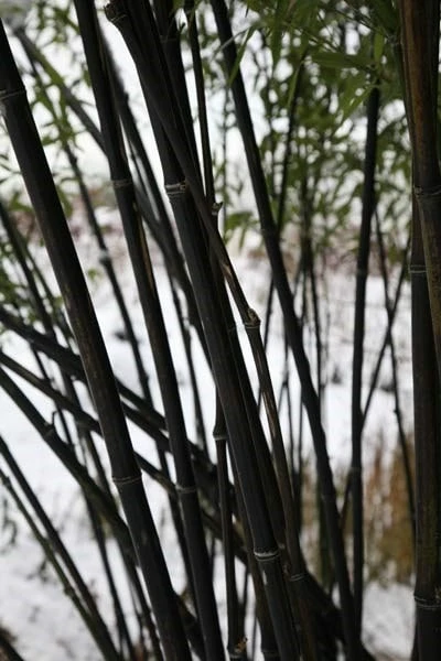 Phyllostachys Nigra 7 Phyllostachys Nigra - Image 7