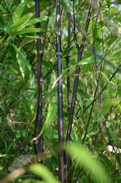 Phyllostachys Nigra 9 Phyllostachys Nigra - Image 9
