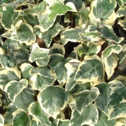 Hedera Algeriensis 'Gloire De Marengo'