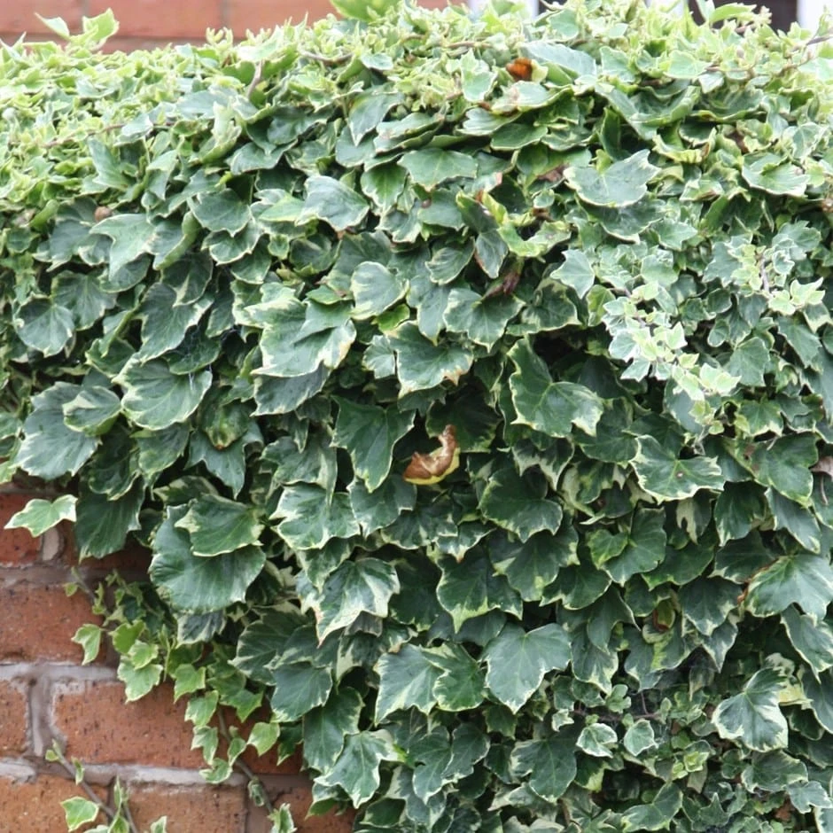 Hedera Helix 'Glacier' 1 Hedera Helix 'Glacier'