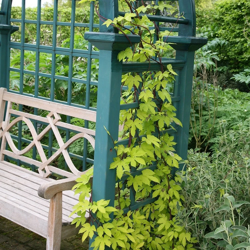 Humulus Lupulus 'Aureus' 2 Humulus Lupulus 'Aureus' - Image 2