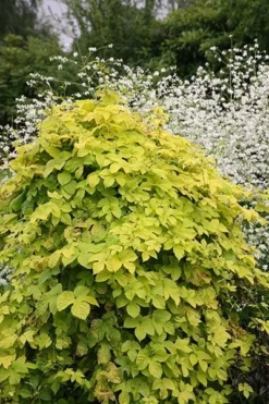 Humulus Lupulus 'Aureus' 5 Humulus Lupulus 'Aureus' -Cheap Plants Store pl0000001664 card4 lg