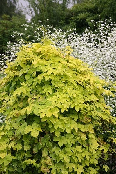 Humulus Lupulus 'Aureus' 3 Humulus Lupulus 'Aureus' - Image 3