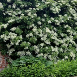 Hydrangea Anomala Subsp. Petiolaris -Cheap Plants Store pl0000001665 card4 lg