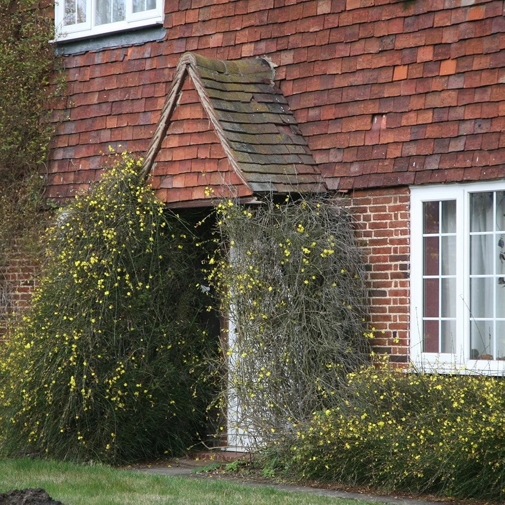 Jasminum Nudiflorum 2 Jasminum Nudiflorum - Image 2