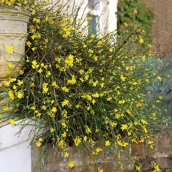 Jasminum Nudiflorum 5 Jasminum Nudiflorum -Cheap Plants Store pl0000001667 card3 lg