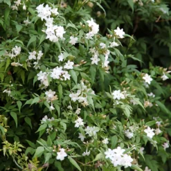 Jasminum Officinale -Cheap Plants Store pl0000001668 card3 lg