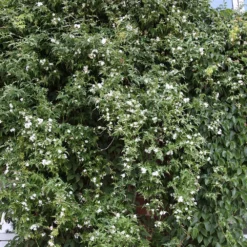 Jasminum Officinale -Cheap Plants Store pl0000001668 card4 lg
