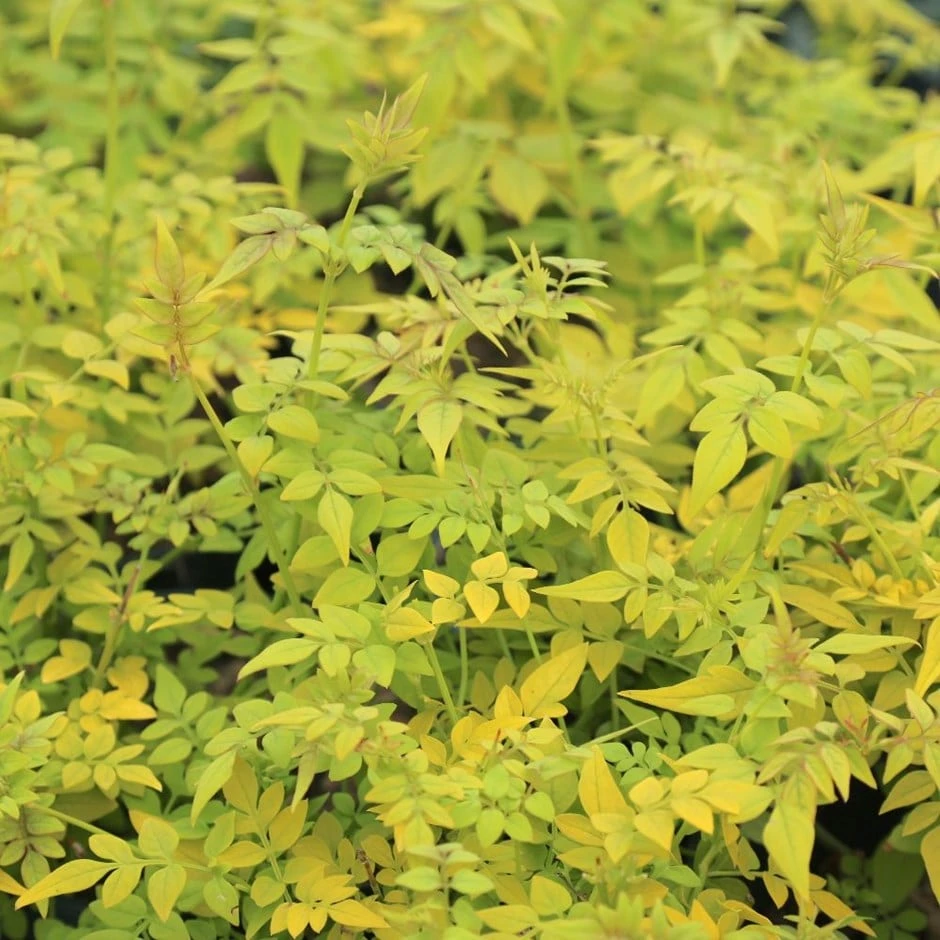 Jasminum Officinale Fiona Sunrise ('Frojas') (PBR) 1 Jasminum Officinale Fiona Sunrise ('Frojas') (PBR)