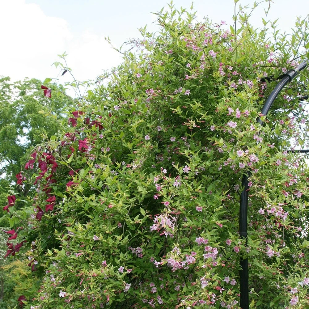 Jasminum × Stephanense 2 Jasminum × Stephanense - Image 2