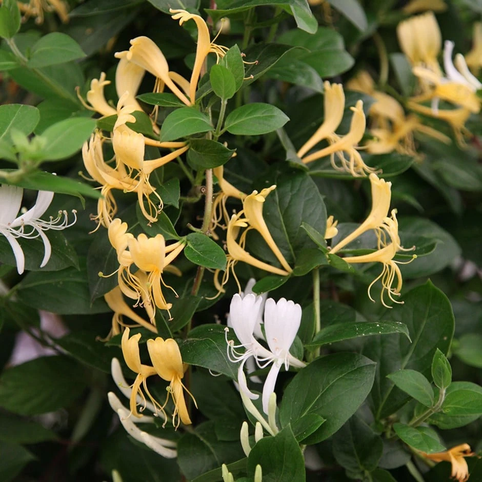 Lonicera Japonica 'Halliana' 1 Lonicera Japonica 'Halliana'
