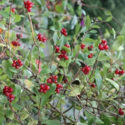 Lonicera Periclymenum 'Belgica' -Cheap Plants Store pl0000001683 card4 lg