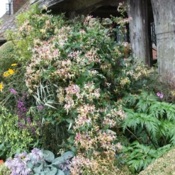 Lonicera Periclymenum 'Serotina' -Cheap Plants Store pl0000001685 card3 lg