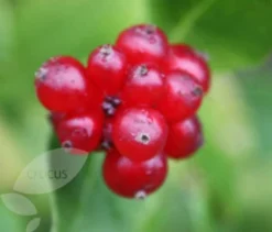 Lonicera Periclymenum 'Serotina' -Cheap Plants Store pl0000001685 card4 lg