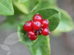 Lonicera × Brownii 'Dropmore Scarlet' -Cheap Plants Store pl0000001687 card4 lg