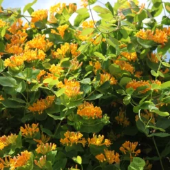 Lonicera × Tellmanniana -Cheap Plants Store pl0000001690 card3 lg