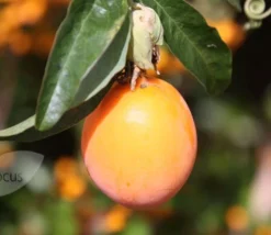 Passiflora Caerulea -Cheap Plants Store pl0000001697 card3 lg