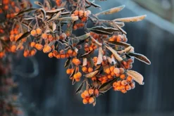 Pyracantha Saphyr Orange ('Cadange') -Cheap Plants Store pl0000001709 card3 lg