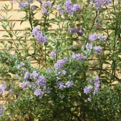 Solanum Crispum 'Glasnevin' -Cheap Plants Store pl0000001720 card3 lg