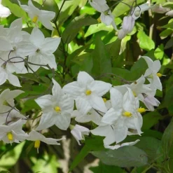 Solanum Laxum 'Album' 6 Solanum Laxum 'Album' -Cheap Plants Store pl0000001722 card3 lg