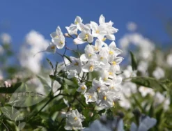 Solanum Laxum 'Album' 7 Solanum Laxum 'Album' -Cheap Plants Store pl0000001722 card4 lg