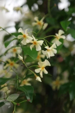 Trachelospermum Asiaticum -Cheap Plants Store pl0000001727 card3 lg