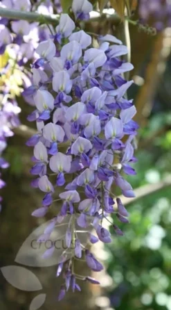 Wisteria Floribunda -Cheap Plants Store pl0000001735 card3 lg