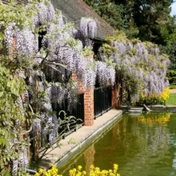 Wisteria Floribunda -Cheap Plants Store pl0000001735 card5 lg