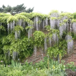 Wisteria Floribunda F. Alba 'Shiro-noda' -Cheap Plants Store pl0000001736 card3 lg