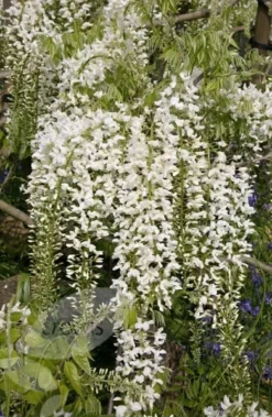 Wisteria Floribunda F. Alba 'Shiro-noda' -Cheap Plants Store pl0000001736 card4 lg