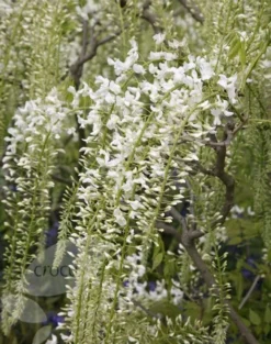 Wisteria Floribunda F. Alba 'Shiro-noda' -Cheap Plants Store pl0000001736 card5 lg