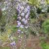 Wisteria × Valderi 'Burford'